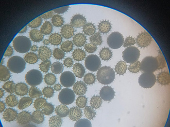 GR 12 - Pollen Gernination